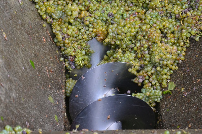 uva blanca cooperativa de Cacabelos Vinos del Bierzo Foto Quinito